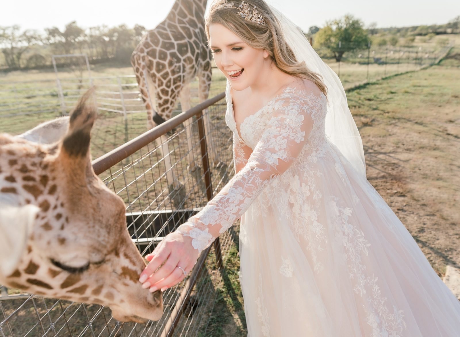 bride petting giraffe, Blue hills Ranch wedding venue bridal, waco wedding