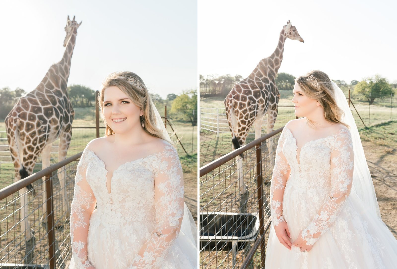 bride next to giraffe, blue hills ranch wedding venue bridal session near waco