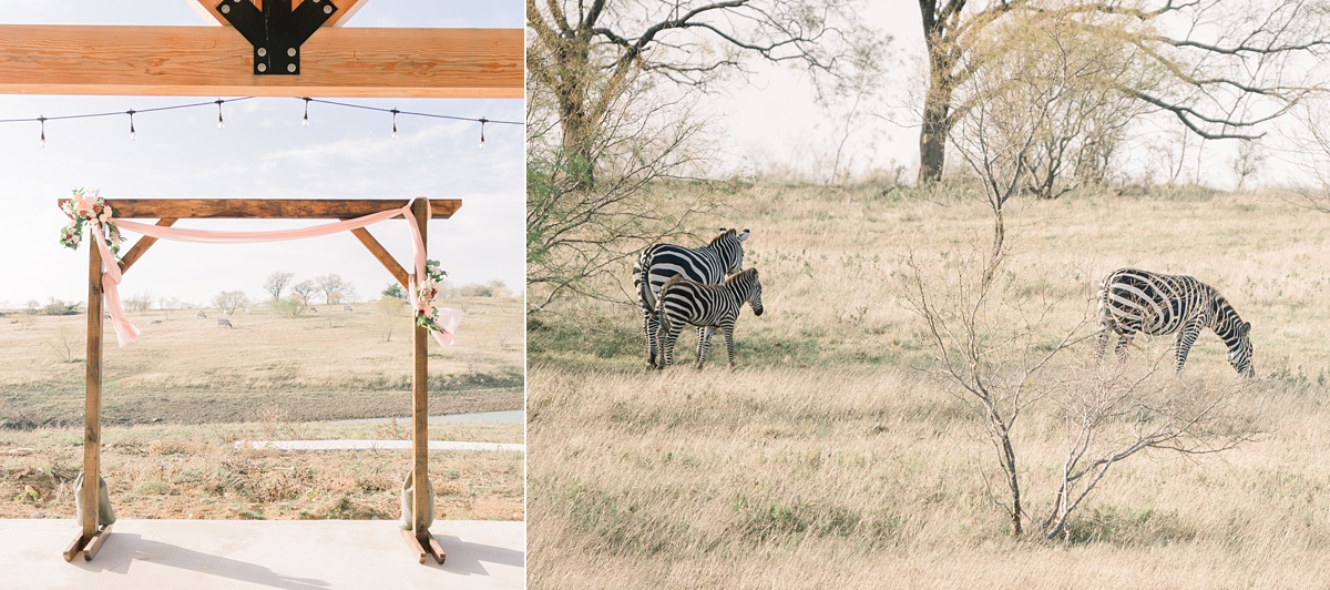 zebras at blue hills ranch ceremony site - Blue Hills Ranch Fall wedding near Waco, TX